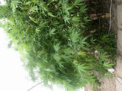 DSCN0474