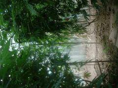 DSCN0374