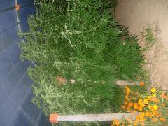 DSCN0320