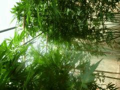 DSCN0336