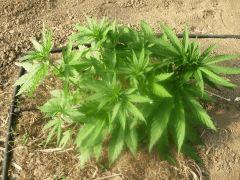 DSCN0026
