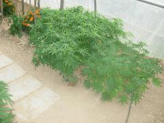 DSCN0134