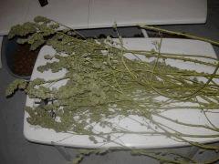 DSCN0596