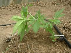 DSCN0006  palissage earlyskunk CRO 32 Le 20 Mai 2017