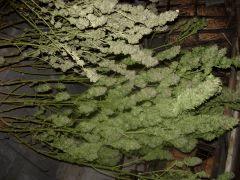 DSCN0594
