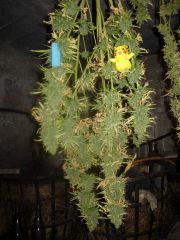 DSCN0250