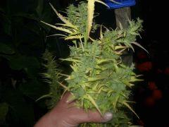DSCN0202