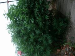 DSCN0369