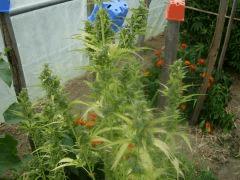 DSCN0187