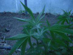 DSCN0029