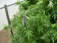 DSCN0476