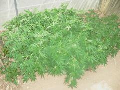 DSCN0132