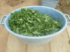 DSCN0411