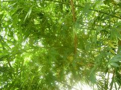 DSCN0338