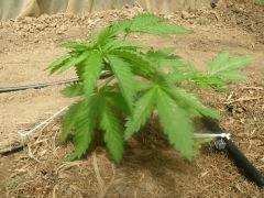 DSCN0010  palissage H 4 Early Skunk CRO 32 Le 20 Mai 2017