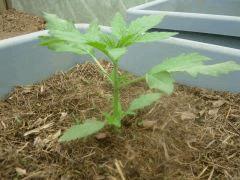 DSCN0401