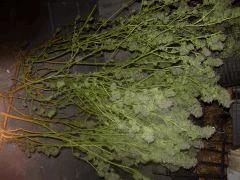 DSCN0570