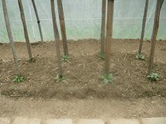 DSCN0385
