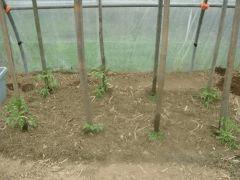 DSCN0387