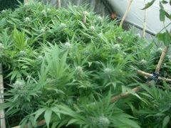 DSCN0430