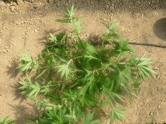 DSCN0064