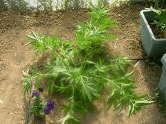DSCN0066