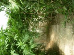 DSCN0333