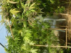 DSCN0546
