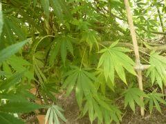DSCN0384