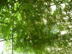 DSCN0339
