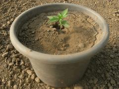 DSCN0369