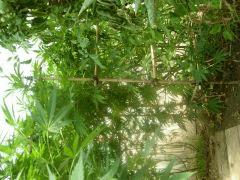 DSCN0334