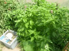 DSCN0276