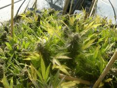 DSCN0550