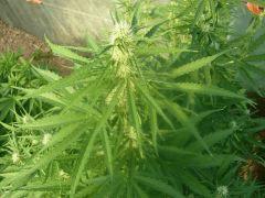 DSCN0086