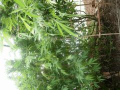 DSCN0473