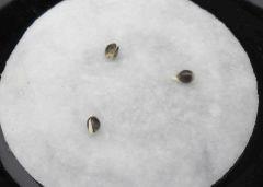 germination