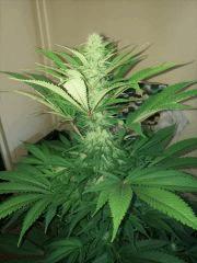 Bud principal