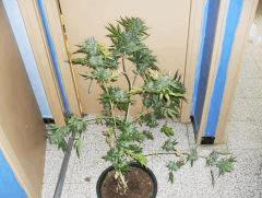 Haze auto