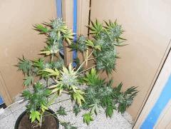 Haze auto