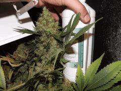 Marley's Somango