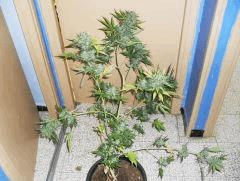 Haze auto