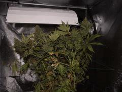 Marley's Somango