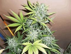 Haze auto