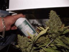 Marley's Somango