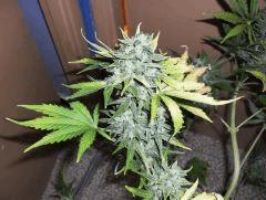 Haze auto