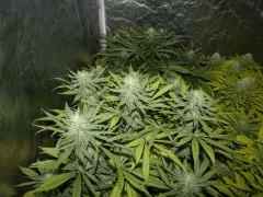 GEDC0086