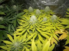 GEDC0087