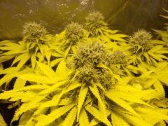 GEDC0106