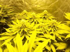 GEDC0079